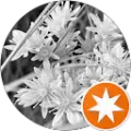 Elisabeth C Avatar